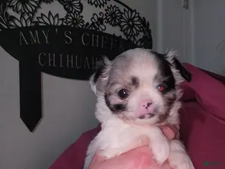 Chihuahua dogs Rosie - Ad 37