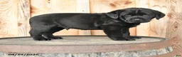 Labrador Retriever dogs for sale: Edie - Ad 2