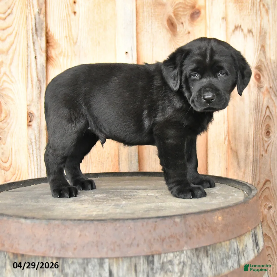 Labrador Retriever dogs for sale: Edie - Ad 2