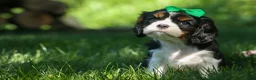 Cavalier King Charles Spaniel dogs for sale: Maxwell 🐾🐶 - Ad 9