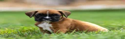 Boxer dogs for sale: Niki Boxer 4 - Ad 1