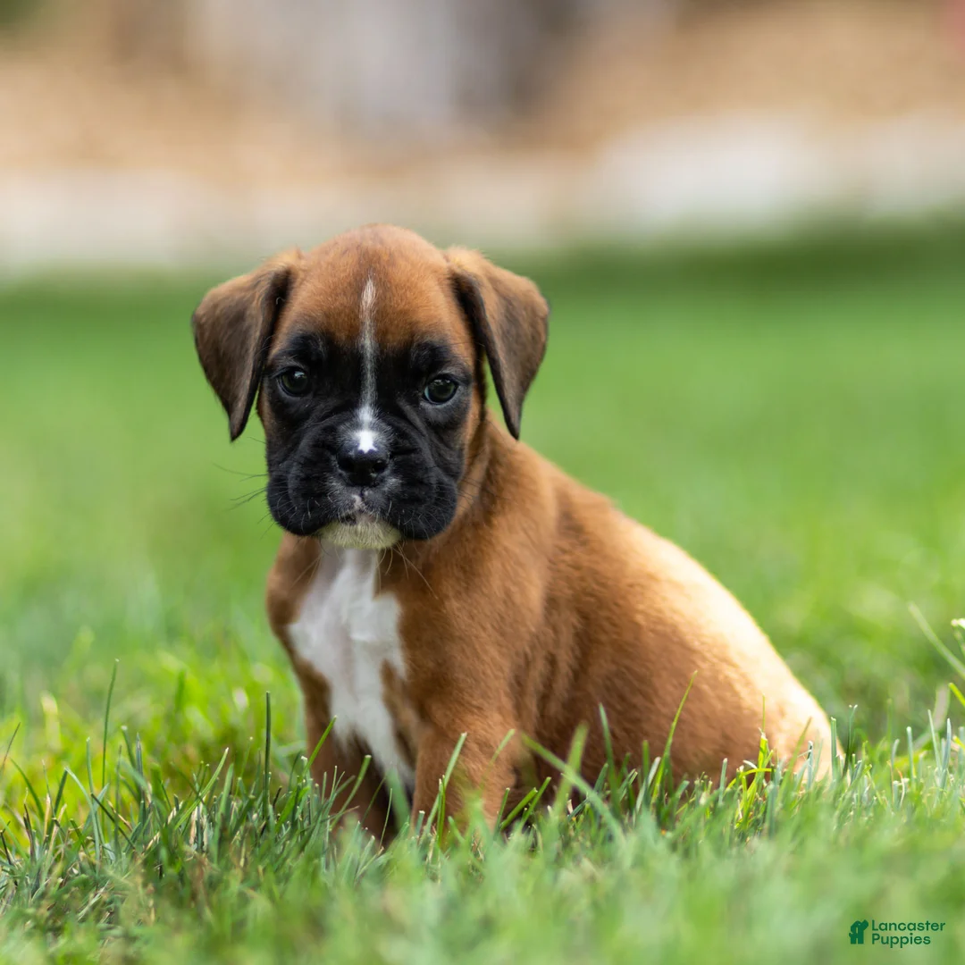 Boxer dogs for sale: Niki Boxer 4 - Ad 1