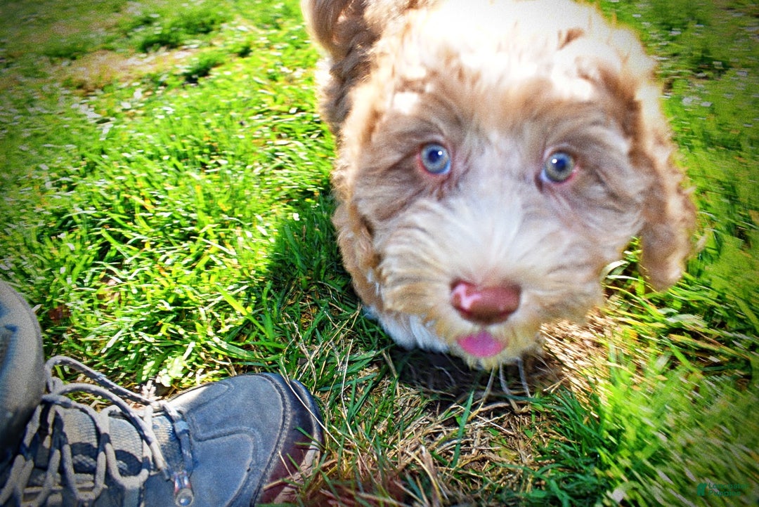 Havapoo dogs for sale: Romeo - Ad 17