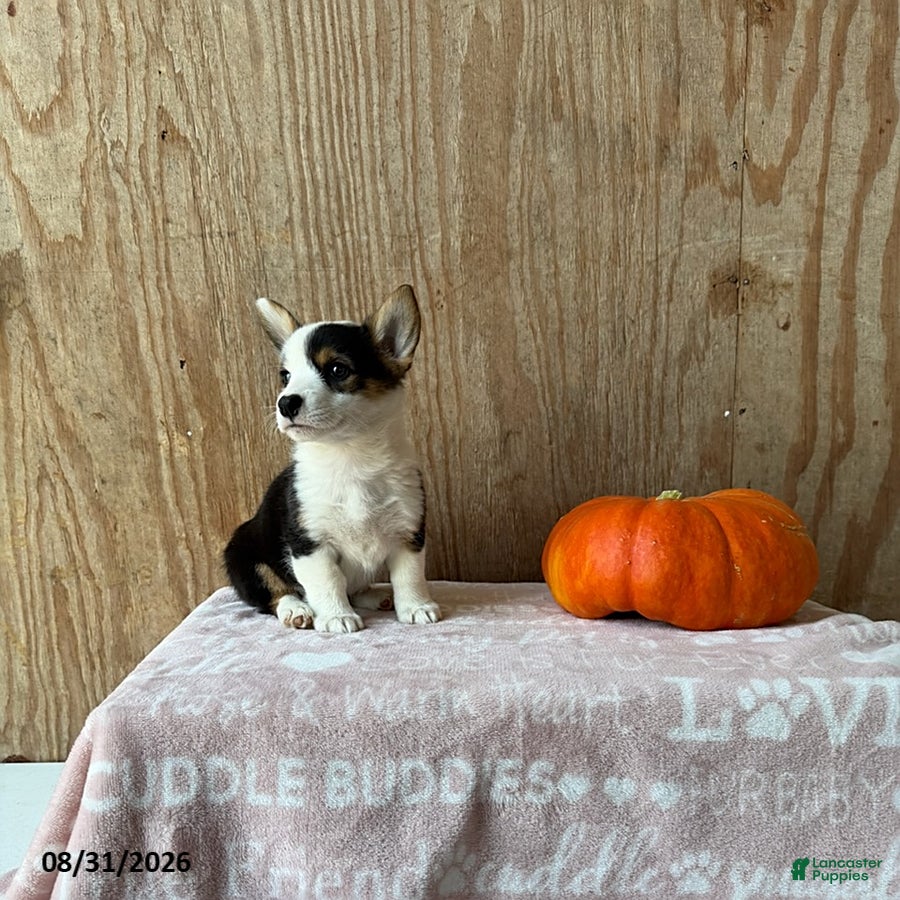 Welsh Corgi Pembroke dogs Eva - Ad 1