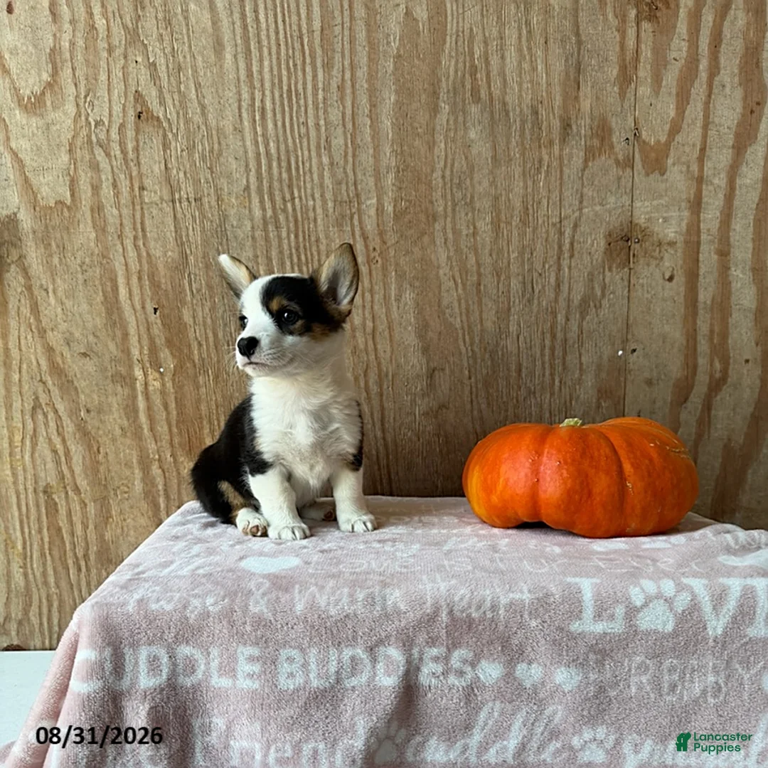 Welsh Corgi Pembroke dogs for sale: Eva - Ad 1