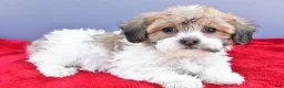 Teddy Bear dogs for sale: Tate - Ad 6