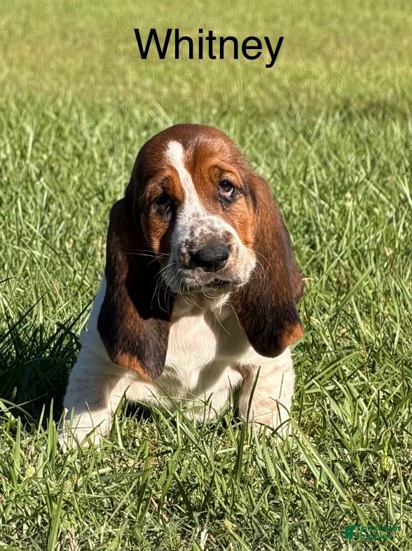 Basset Hound dogs for sale: Whitney - Ad 1