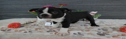 Boston Terrier dogs for sale: Boston Terrier 1 Toby - Ad 2