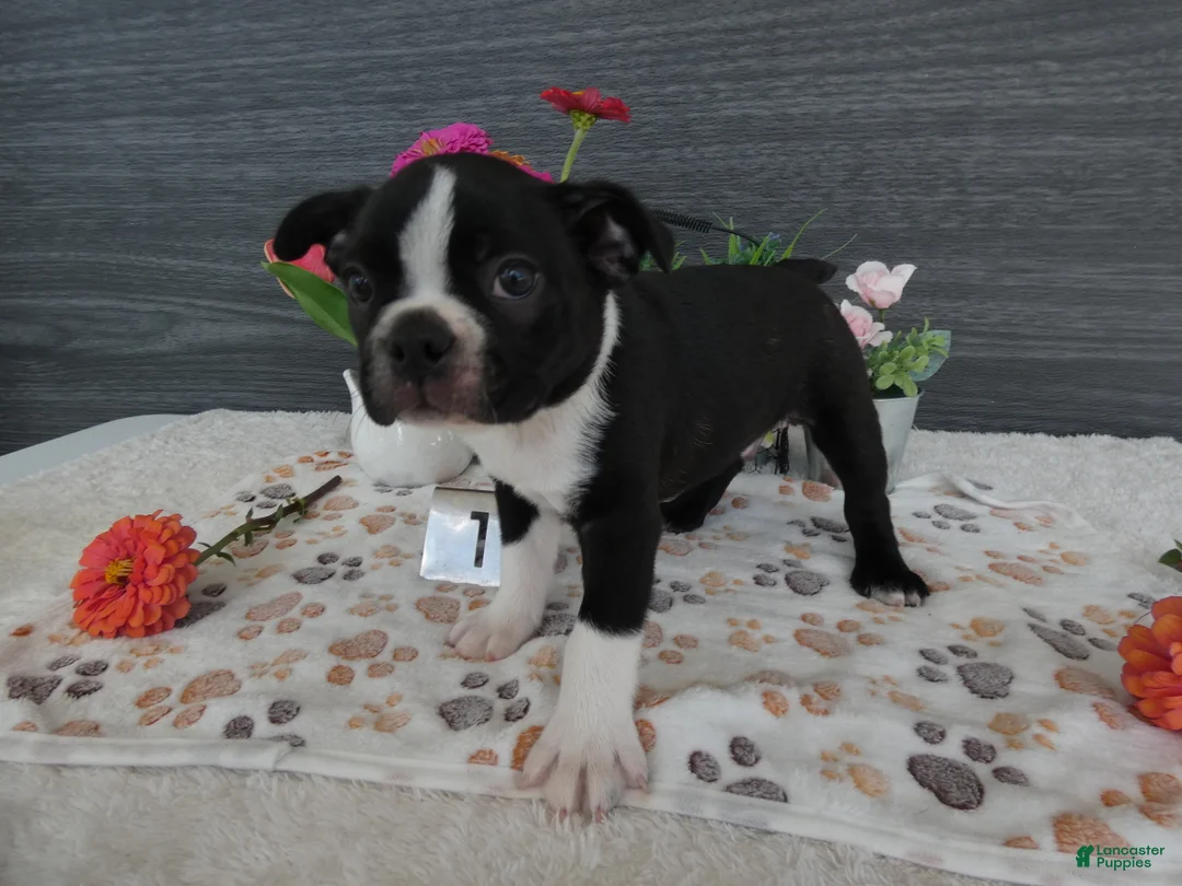 Boston Terrier dogs for sale: Boston Terrier 1 Toby - Ad 2