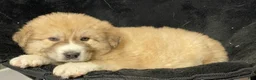Great Pyrenees dogs for sale: Gilbert - Ad 4