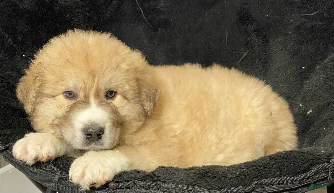 Great Pyrenees dogs for sale: Gilbert - Ad 4