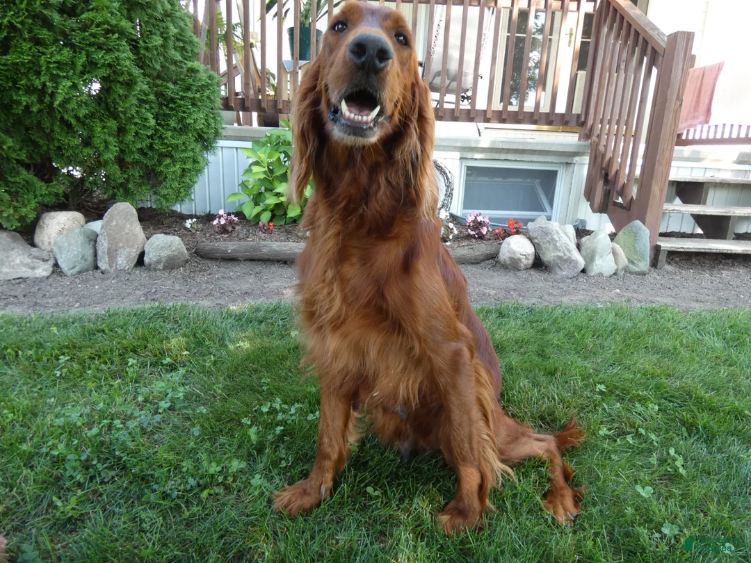 Irish Setter dogs for sale: Irish Setter 1 - Ad 3