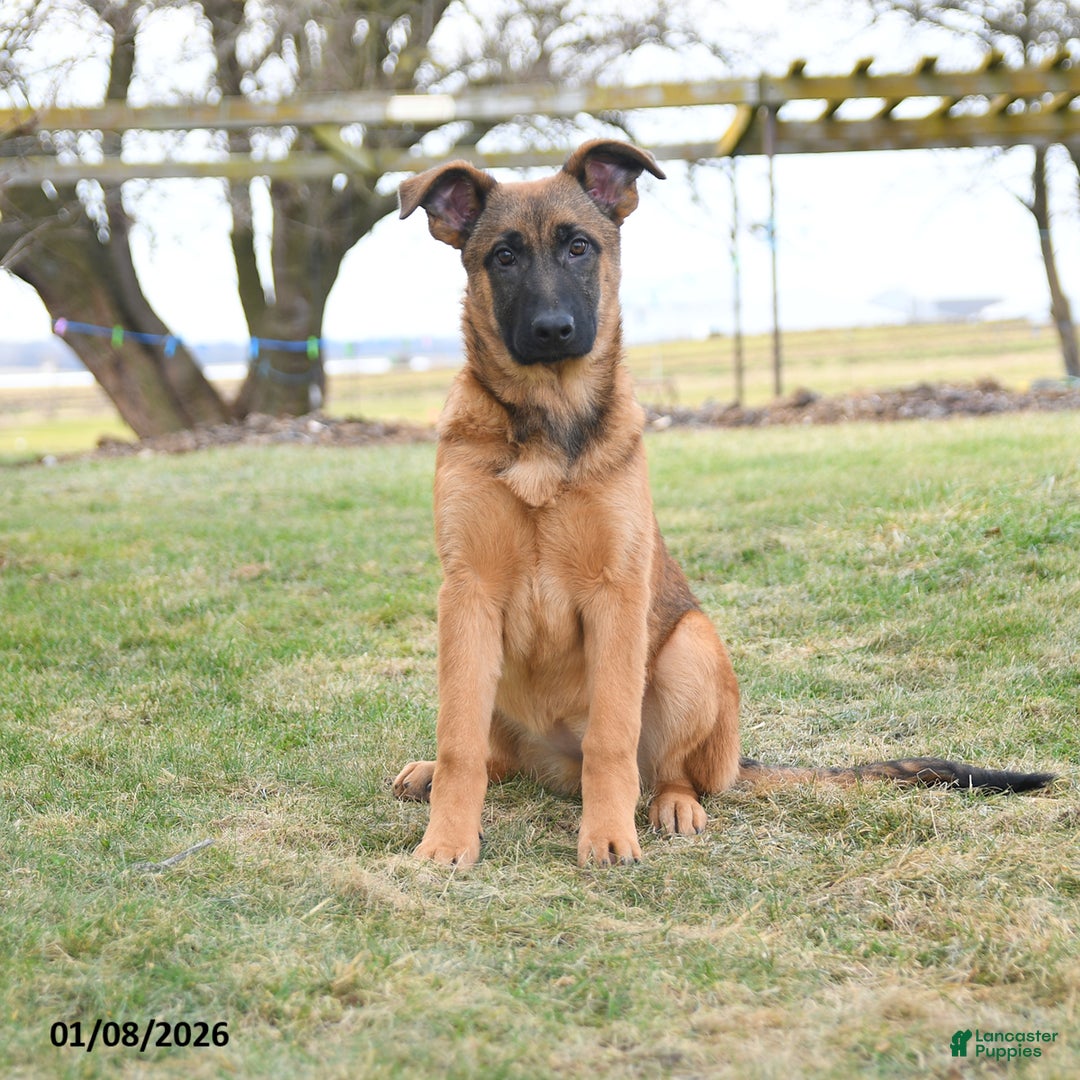 Mixed Breed dogs for sale: Omelet  - Ad 1