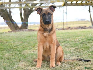 Mixed Breed dogs Omelet - Ad 15