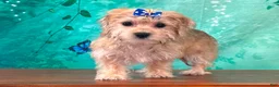 Yochon dogs for sale: Mocha - Ad 3
