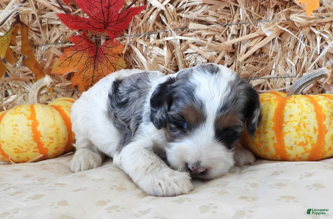Cockapoo dogs for sale: #2 Female (Leslie's) - Ad 2