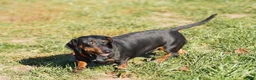 Miniature Dachshund dogs for sale: Timmy - Ad 4