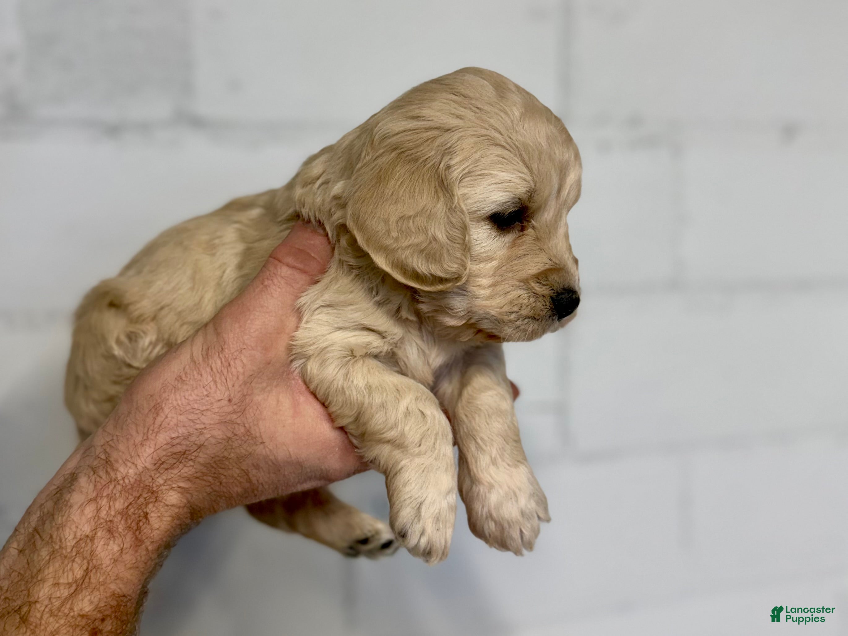 Mini Goldendoodle dogs Holly - Ad 35