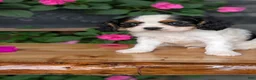 Cavalier King Charles Spaniel dogs for sale: Raya - Ad 8