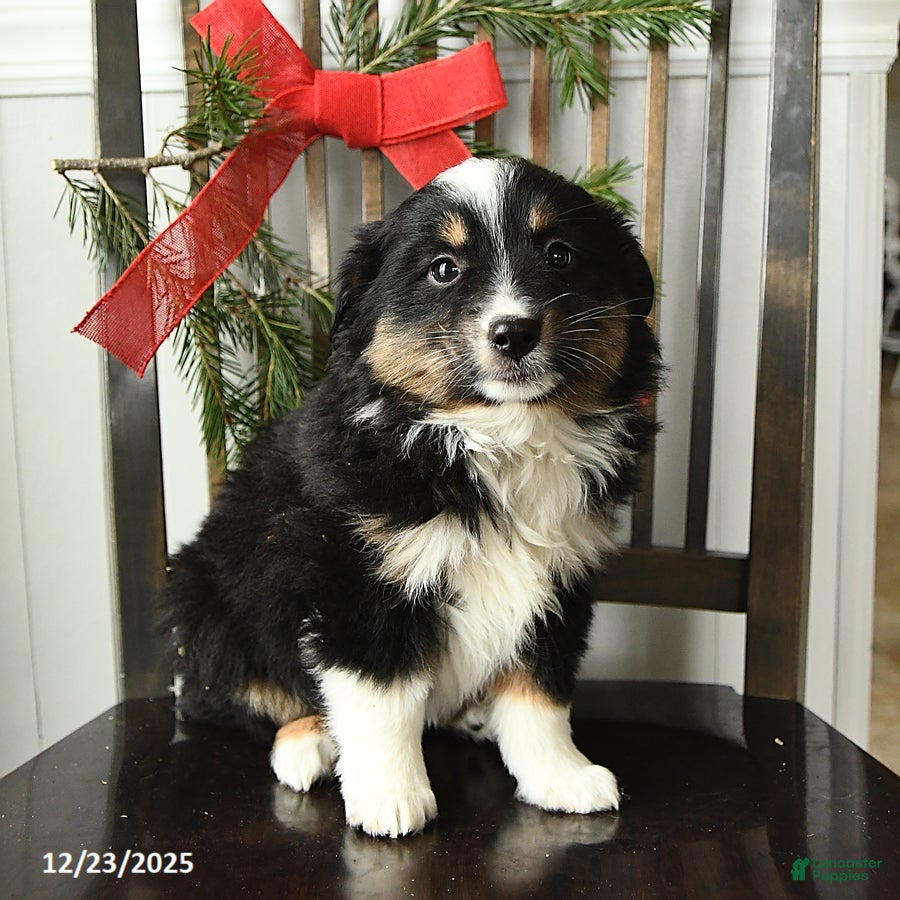 Miniature Australian Shepherd dogs Tisha - Ad 4