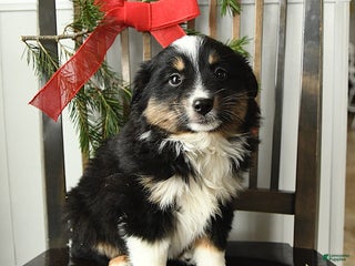 Miniature Australian Shepherd dogs Tisha - Ad 4