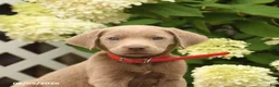 Labrador Retriever dogs for sale: Mars  - Ad 5