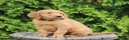 Mixed Breed dogs for sale: Wade  - Ad 3