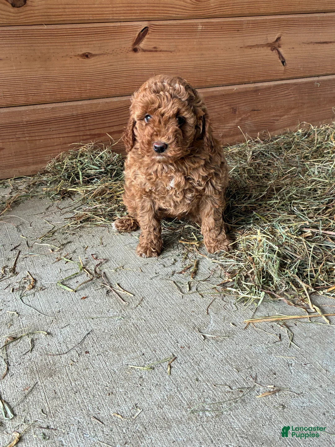 Mini Goldendoodle dogs for sale: Stella - Ad 2