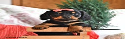 Miniature Dachshund dogs for sale: Marcy - Ad 5