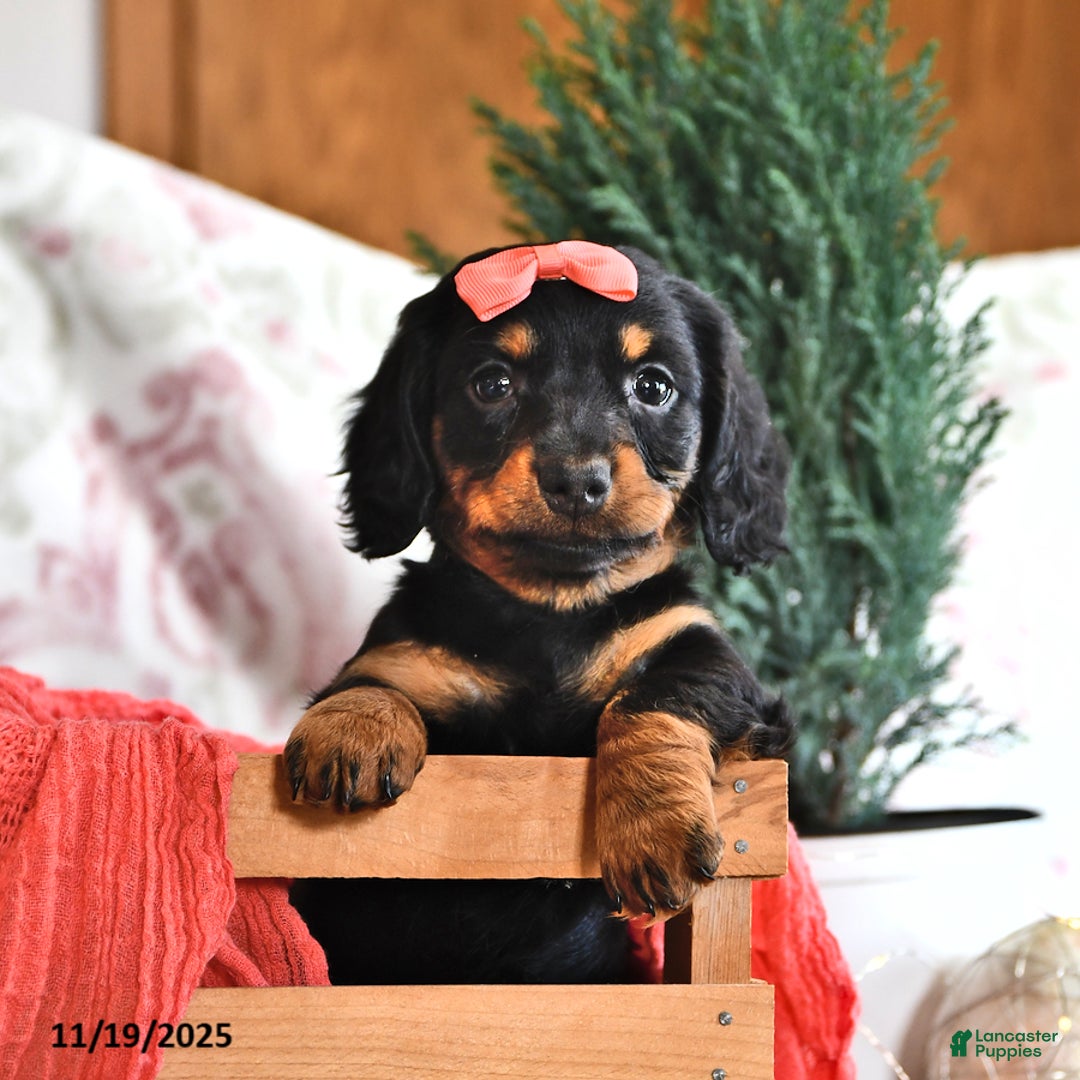 Miniature Dachshund dogs for sale: Marcy - Ad 5