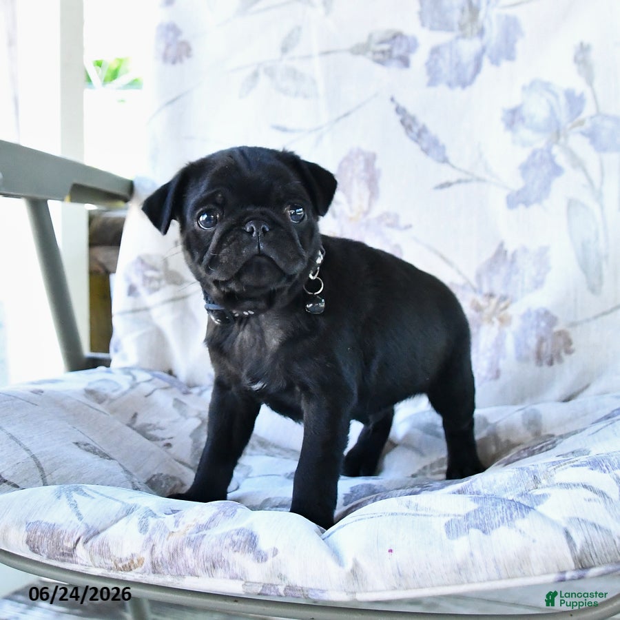 Pug dogs Wilmer - Ad 2