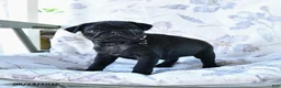 Pug dogs for sale: Wilmer - Ad 2
