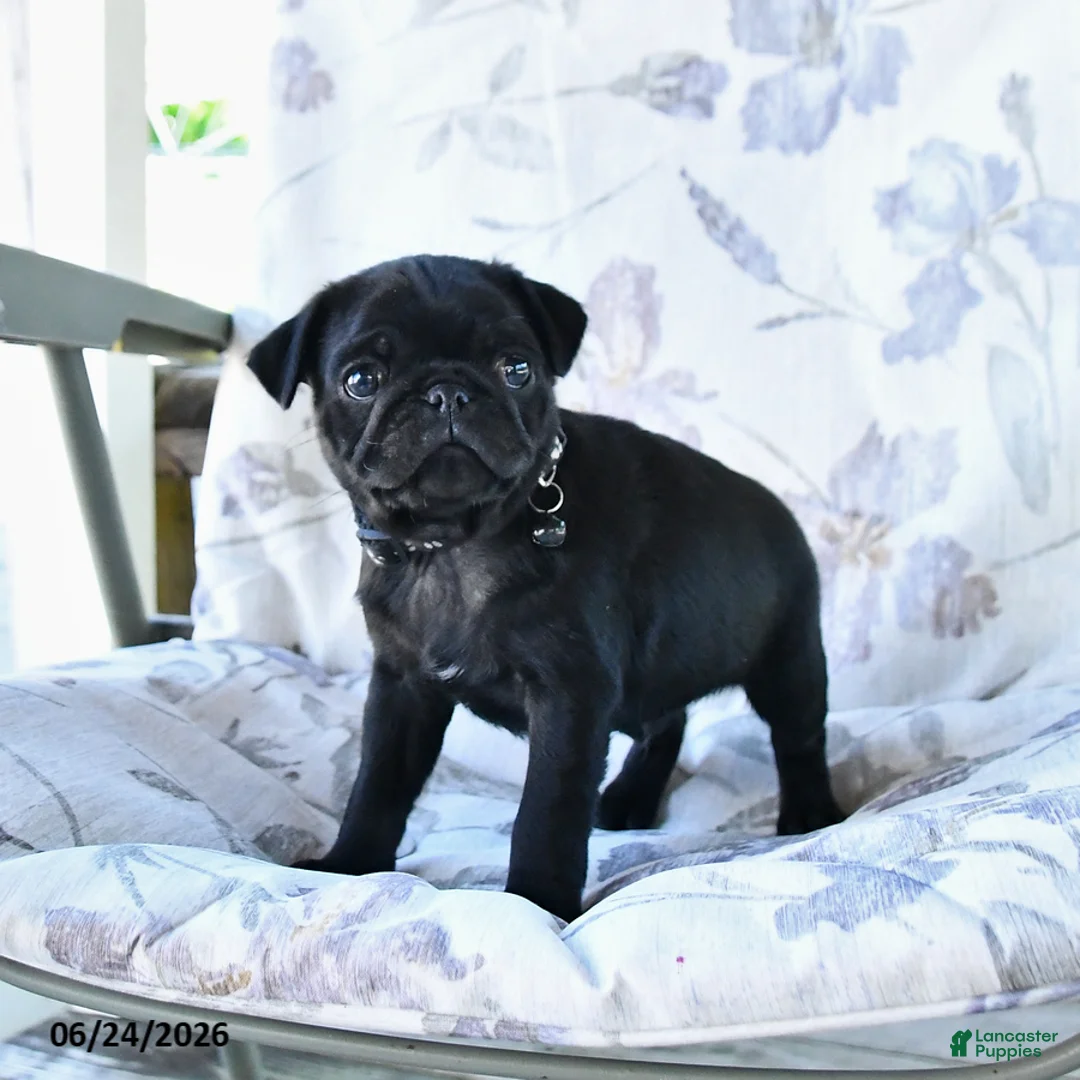 Pug dogs for sale: Wilmer - Ad 2