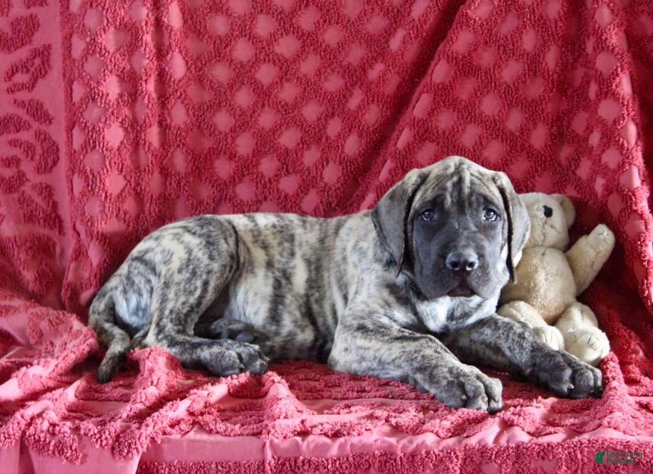 English Mastiff dogs Chester - Ad 30