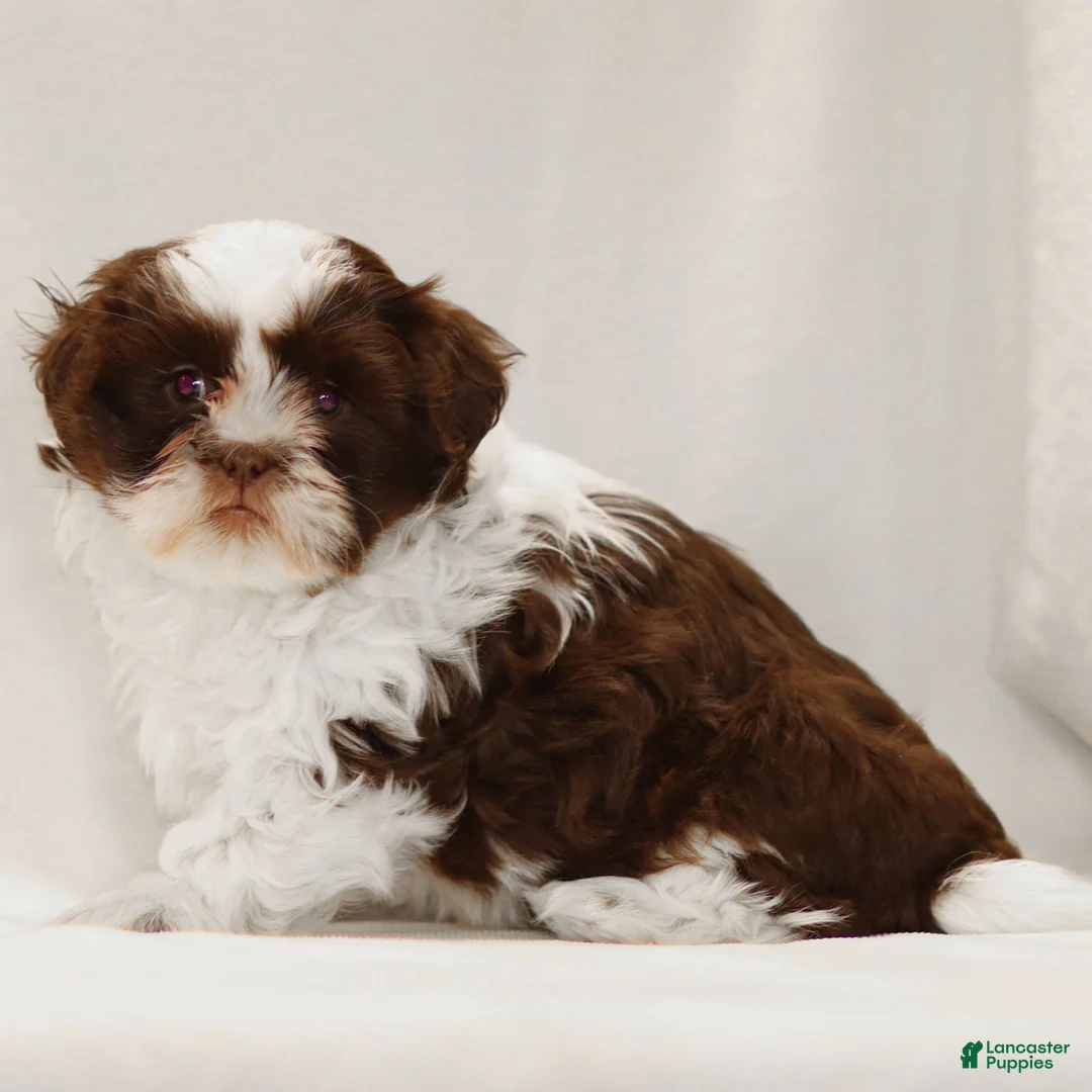 Teddy Bear dogs for sale: Alfie - Ad 3