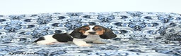 Basset Hound dogs for sale: Ella - Ad 2