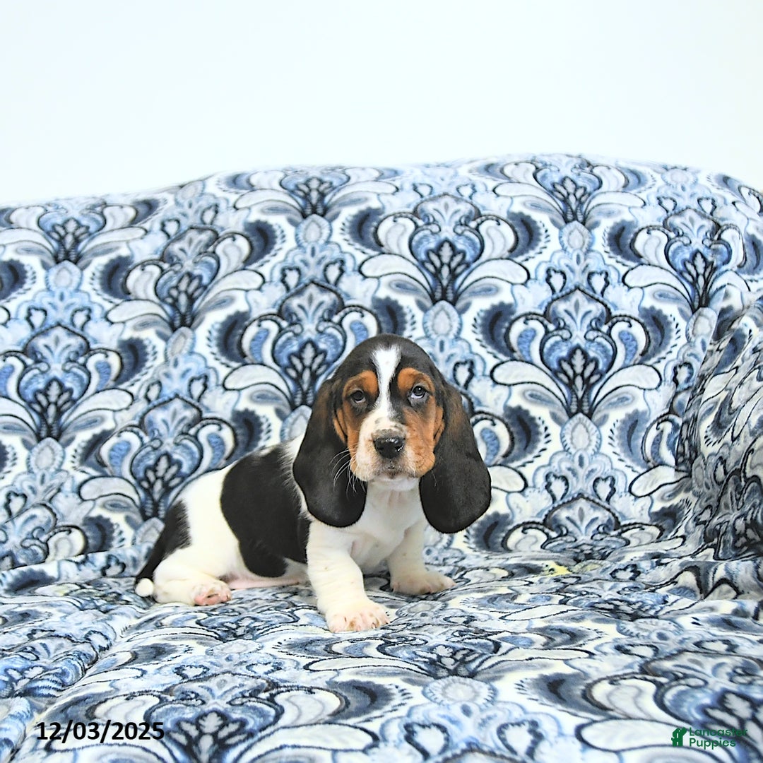 Basset Hound dogs for sale: Ella - Ad 2