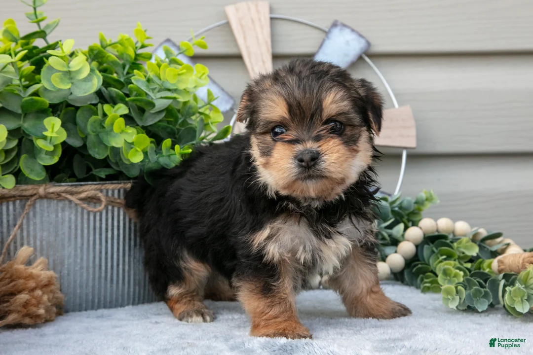 Yorkshire Terrier dogs for sale: Elsa - Ad 3