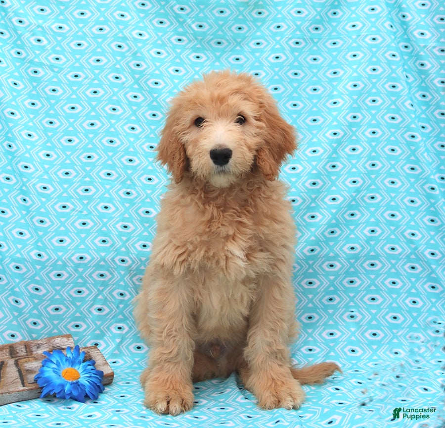 Goldendoodle dogs Jack  - Ad 1