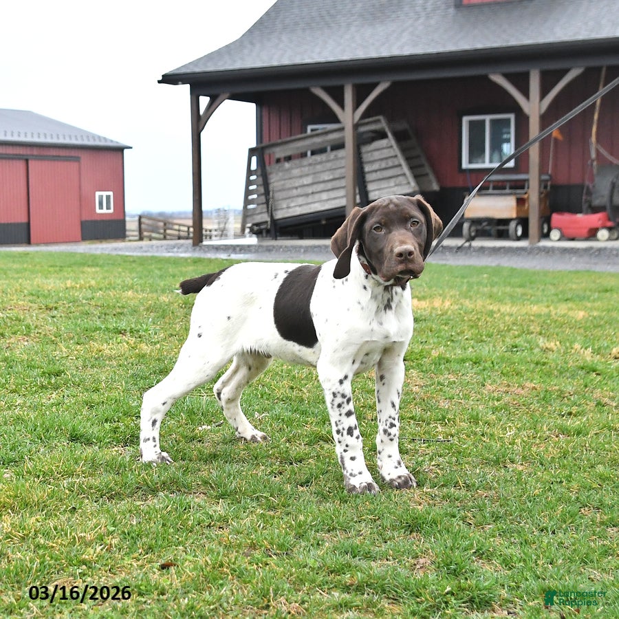 German Shorthaired Pointer dogs Billy - Ad 1