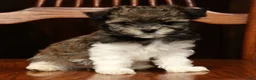 Havanese dogs for sale: Angela - Ad 8
