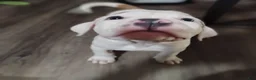 American Pit Bull Terrier dogs for sale: American Pit Bull Terrier 2 - Ad 4