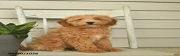 Mini Goldendoodle dogs for sale: Juliet - Ad 5
