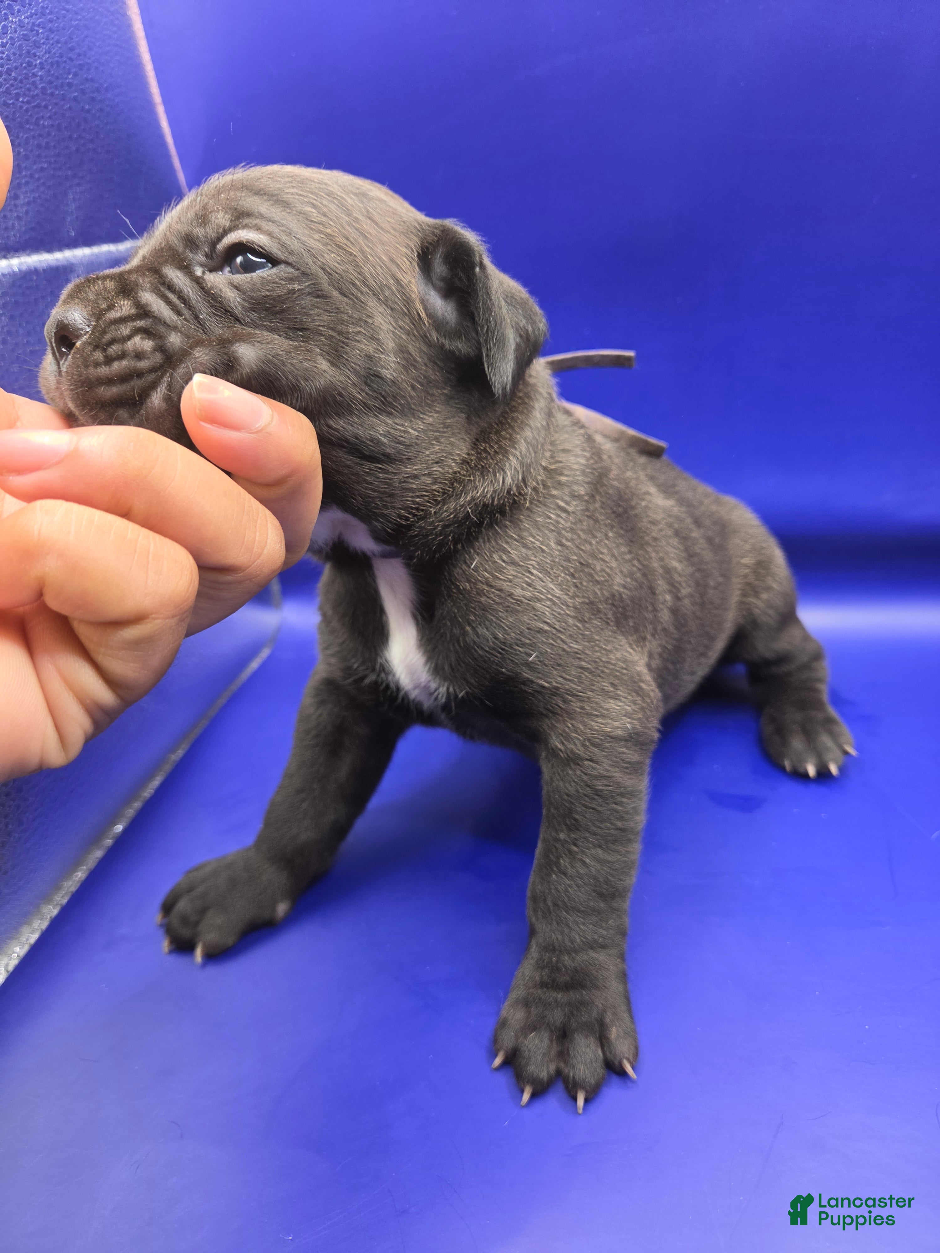 Mixed Breed dogs Purple - Ad 15