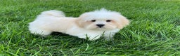 Lhasa Apso dogs for sale: Beau - Ad 8