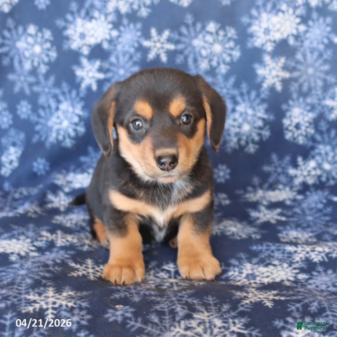 Welsh Corgi Pembroke dogs for sale: Snickers - Ad 3