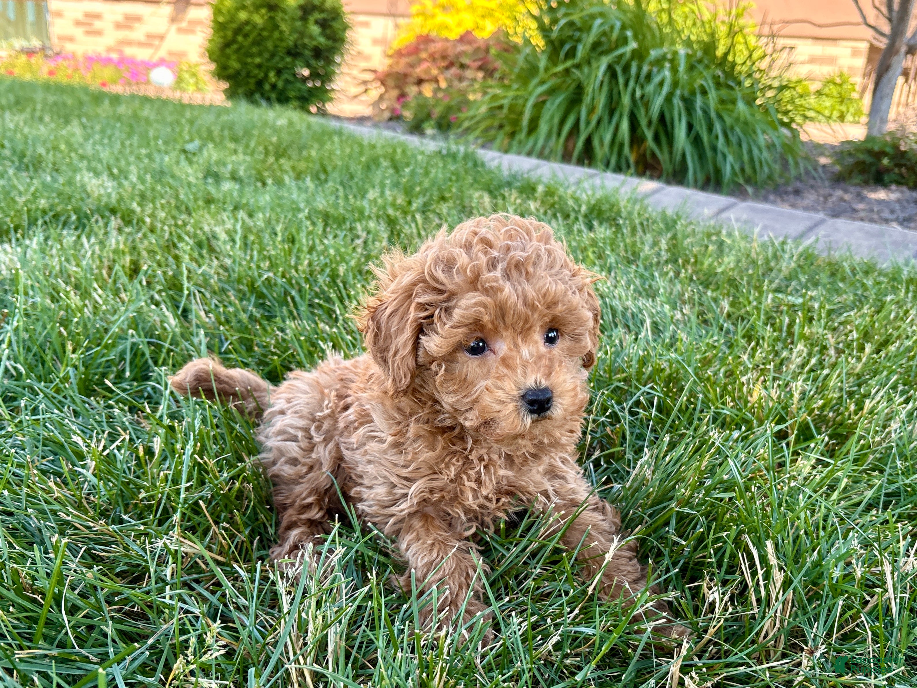 Maltipoo dogs Ada - Ad 1