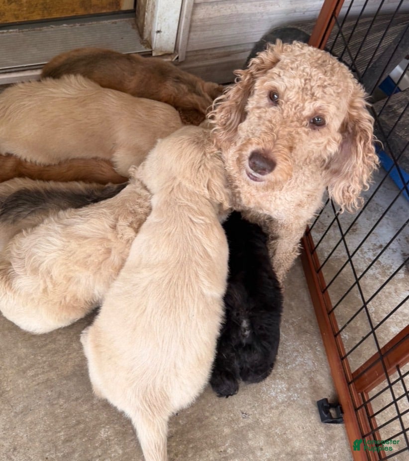Mini Goldendoodle dogs Mini Goldendoodle PEARL - Ad 2