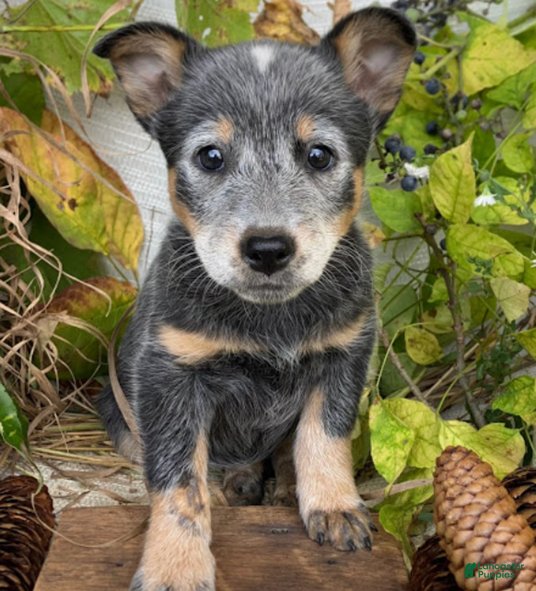 Born Australian Cattle Dog Puppies for sale Lancaster Puppies