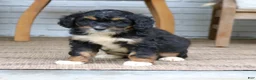 Mini Bernedoodle dogs for sale: Dakota  - Ad 2